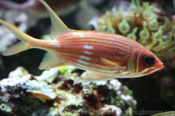 Longspine squirrelfish