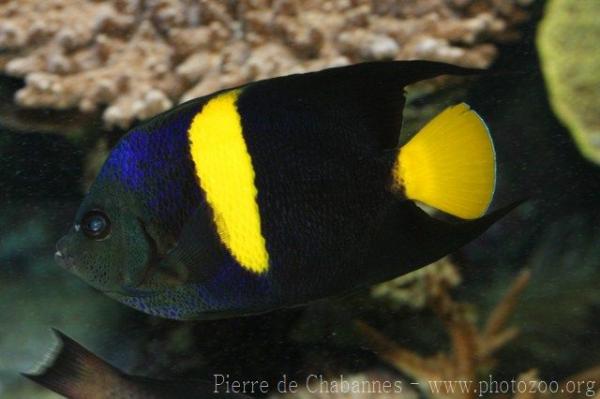 Arabian angelfish