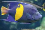 Yellowbar angelfish