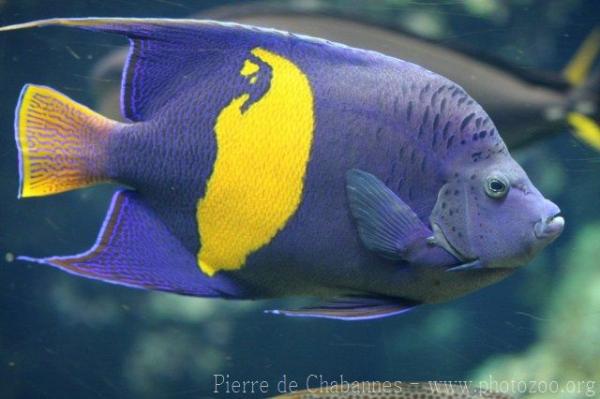 Yellowbar angelfish