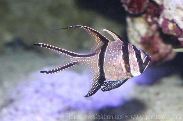 Banggai cardinalfish