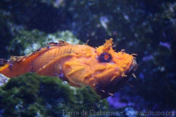 Red scorpionfish