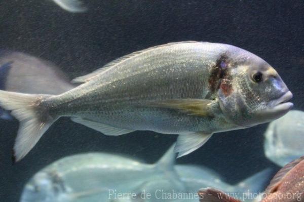 Gilthead seabream