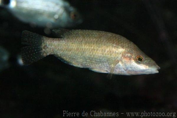 East Atlantic peacock wrasse