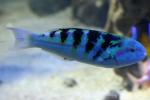 Sixbar wrasse