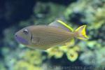 Gilded triggerfish