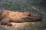 West African crocodile