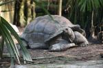 Aldabra giant tortoise