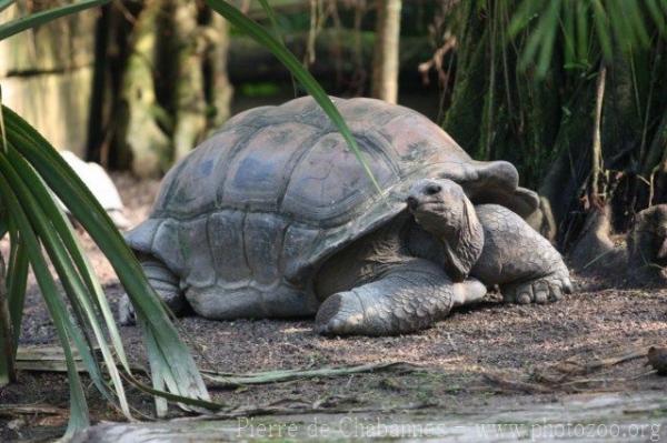 Aldabra giant tortoise