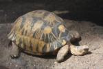 Radiated tortoise