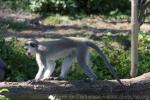 Vervet monkey