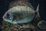 Annular seabream