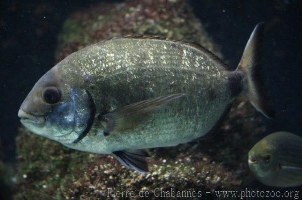 Annular seabream