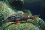 Whitesaddle goatfish
