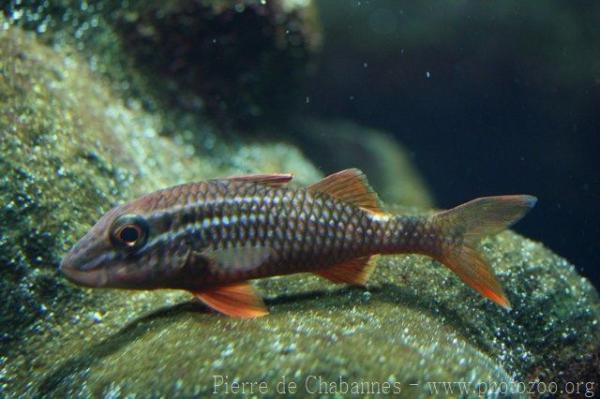 Whitesaddle goatfish