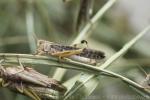 Migratory locust