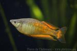 Parkinson's rainbowfish