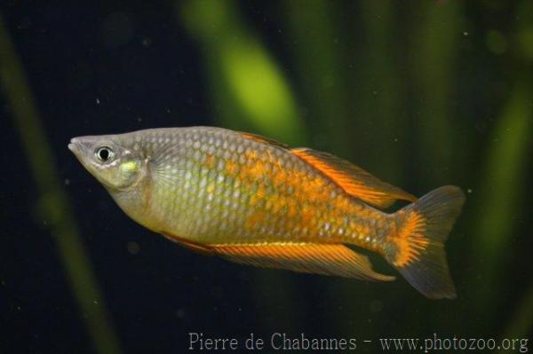 Parkinson's rainbowfish