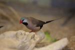 Long-tailed Finch