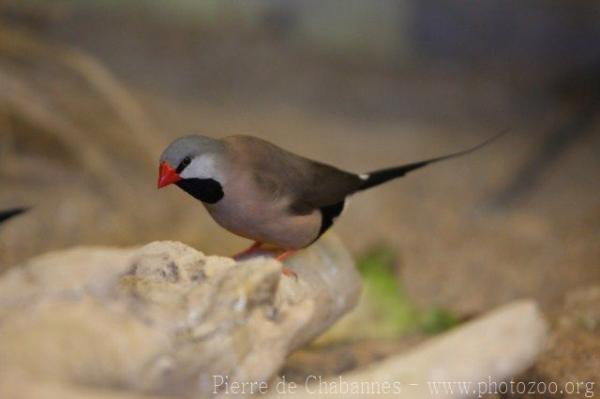 Long-tailed Finch