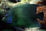 Semicircle angelfish