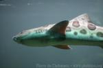 Leopard shark