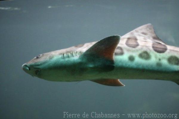 Leopard shark