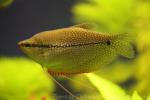 Pearl gourami