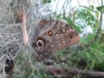 Pale giant owl