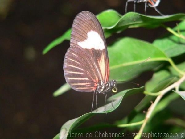 Tiger Longwing