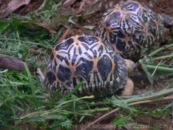 Spider Tortoise