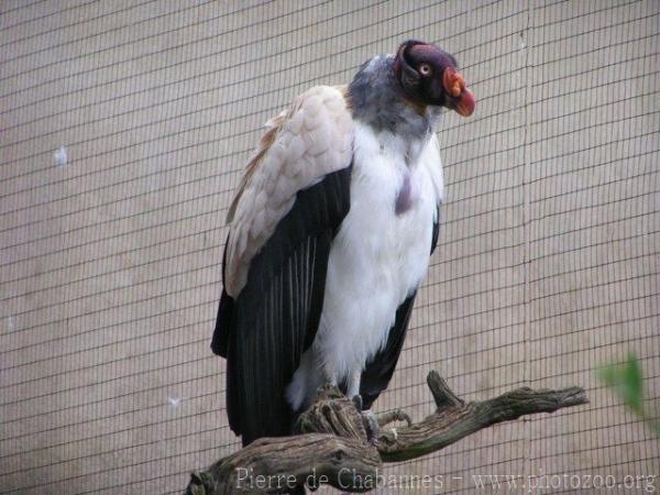 King Vulture