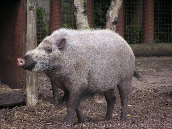 Bornean bearded pig