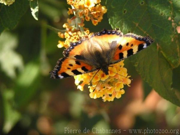 Small Tortoiseshell