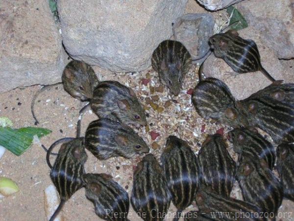 Barbary striated grass mouse