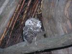 Boreal Owl