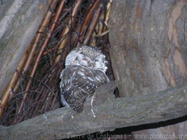 Boreal Owl