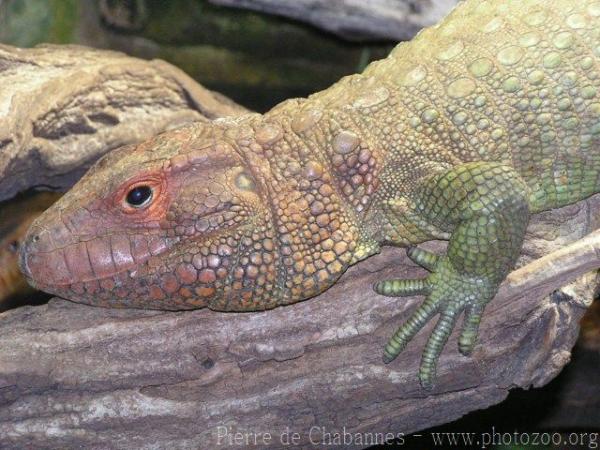 Northern caiman lizard