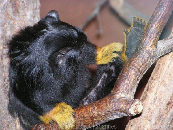 Red-handed tamarin