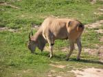 Common eland