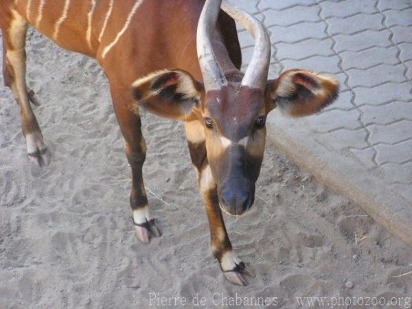 Eastern bongo
