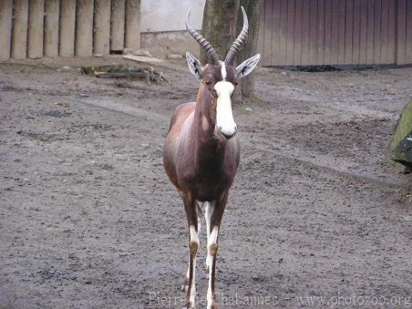 Blesbok