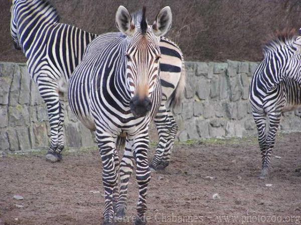 Hartmann's mountain zebra