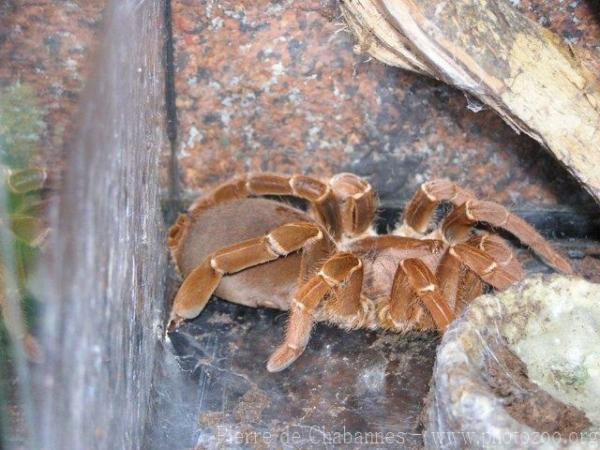 King Baboon Spider