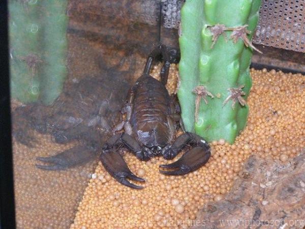 Olive keeled flat rock scorpion