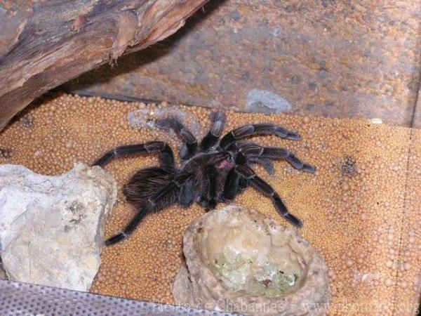 Brazilian red and white tarantula