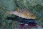 Blackspotted puffer