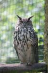 Eurasian eagle-owl