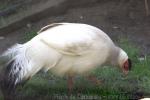 White eared-pheasant