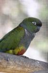 Patagonian conure